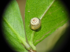 Coneuplecta pampini