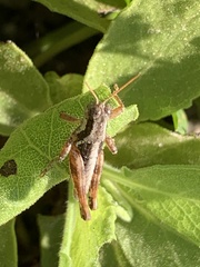 Phaedrotettix accola