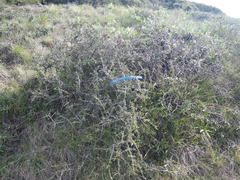 Ceanothus cuneatus cuneatus