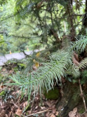 Cunninghamia