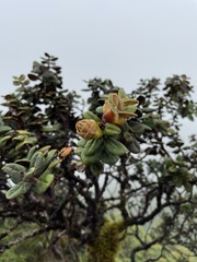Metrosideros rugosa