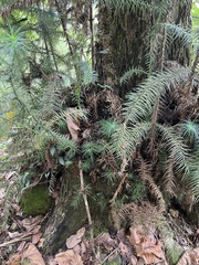 Cunninghamia