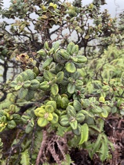 Metrosideros rugosa