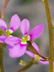 Stylidium debile