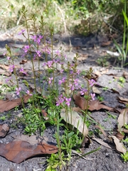 Stylidium debile