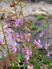 Stylidium debile