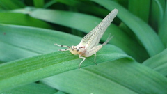 Ephemera orientalis