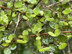 Coprosma rhamnoides