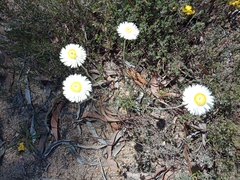 Chrysocephalum baxteri