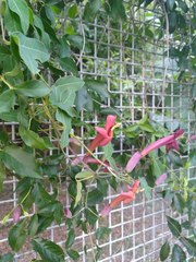 Dolichandra cynanchoides