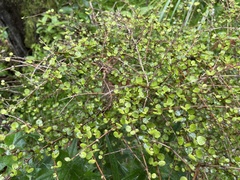 Coprosma rhamnoides