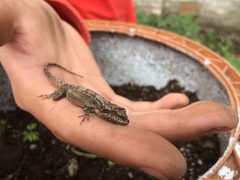 Squamata