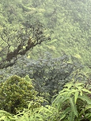 Polyscias gymnocarpa