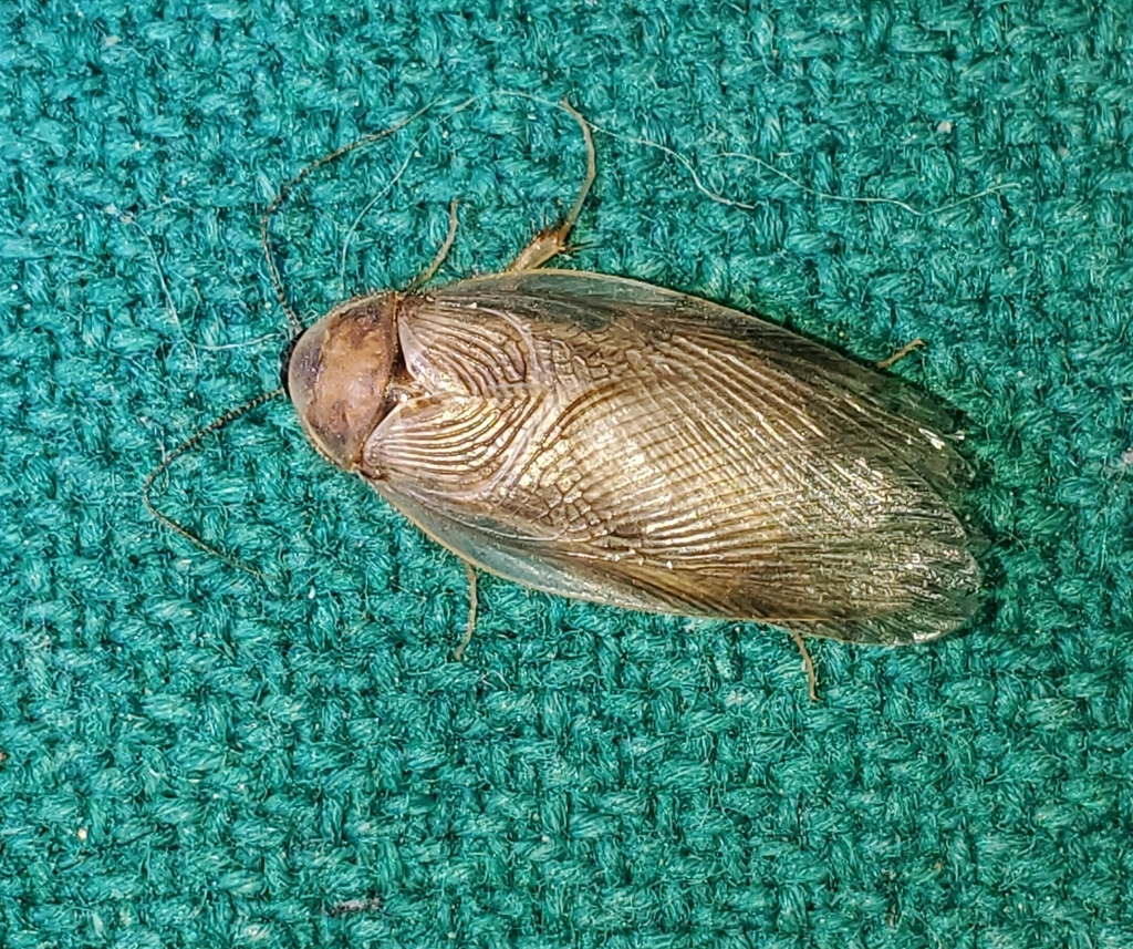Hairy Desert Cockroach