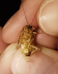 Eremoblatta subdiaphana