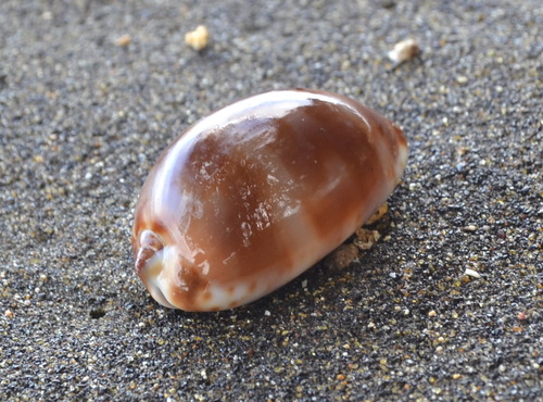 Naria irrorata observed 2016-11-09