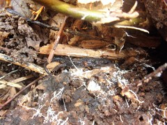 Plethodon chlorobryonis