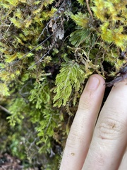 Hymenophyllum lanceolatum