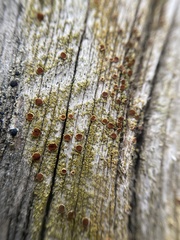 Gyalolechia epiphyta