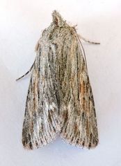 Supralathosea obtusa