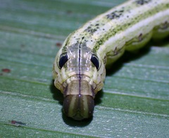 Eupanacra