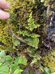 Adenophorus tamariscinus