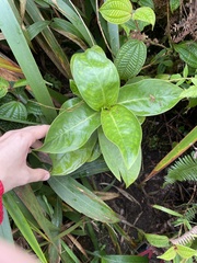 Kadua