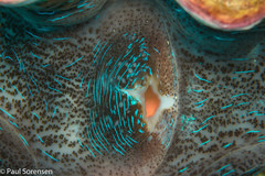 Tridacna derasa