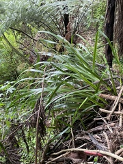 Machaerina sinclairii