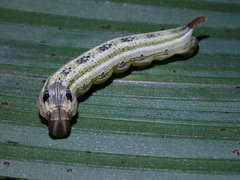 Eupanacra