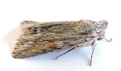 Supralathosea obtusa