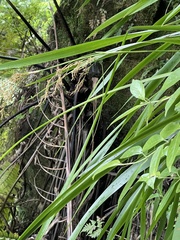 Machaerina sinclairii