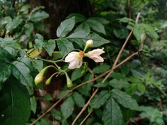 Solanum appendiculatum