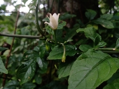 Solanum appendiculatum
