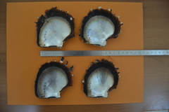 Pinctada margaritifera