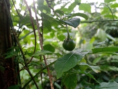 Solanum appendiculatum
