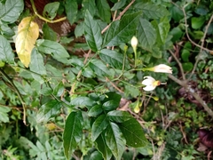 Solanum appendiculatum