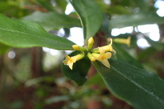 Daphne arisanensis