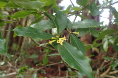 Daphne arisanensis