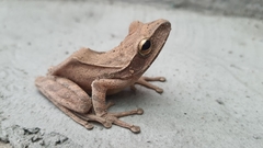 Polypedates himalayensis