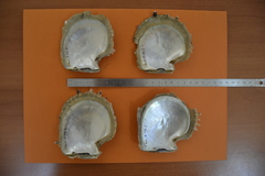 Pinctada margaritifera