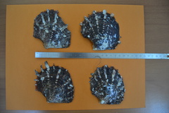 Pinctada margaritifera
