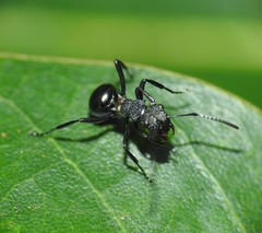 Polyrhachis machaon