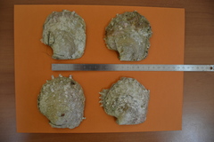 Pinctada margaritifera