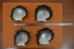 Pinctada margaritifera