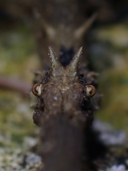 Stheneboea repudiosa