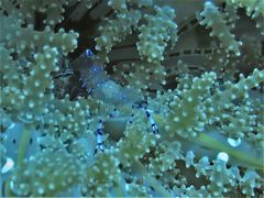 Ancylomenes sarasvati