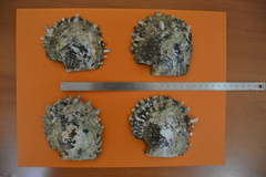 Pinctada margaritifera