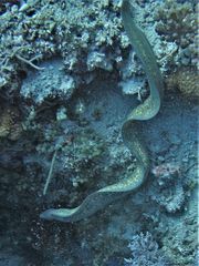 Gymnothorax thyrsoideus