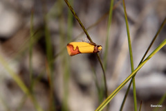 Heteroteucha dichroella